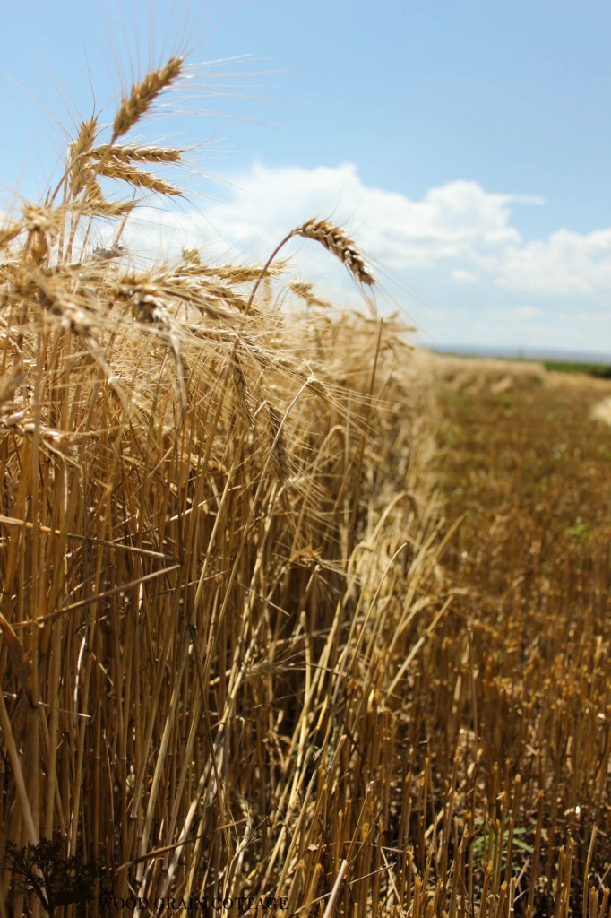 Wheat Harvest | The Wood Grain Cottage