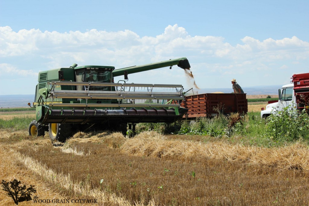 Wheat Harvest | The Wood Grain Cottage