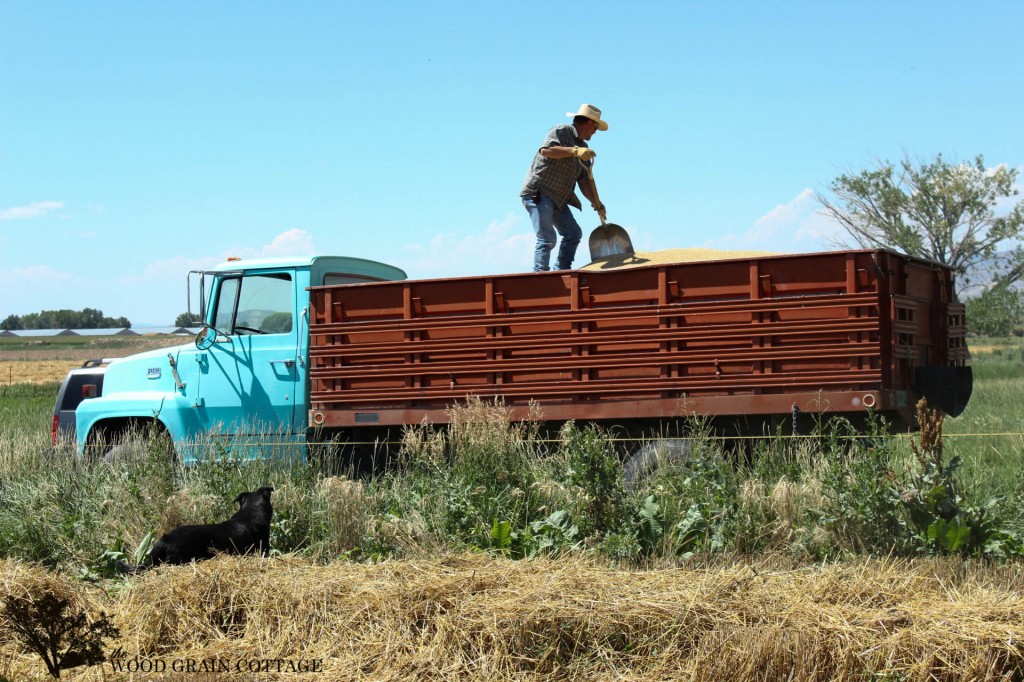 Wheat Harvest | The Wood Grain Cottage