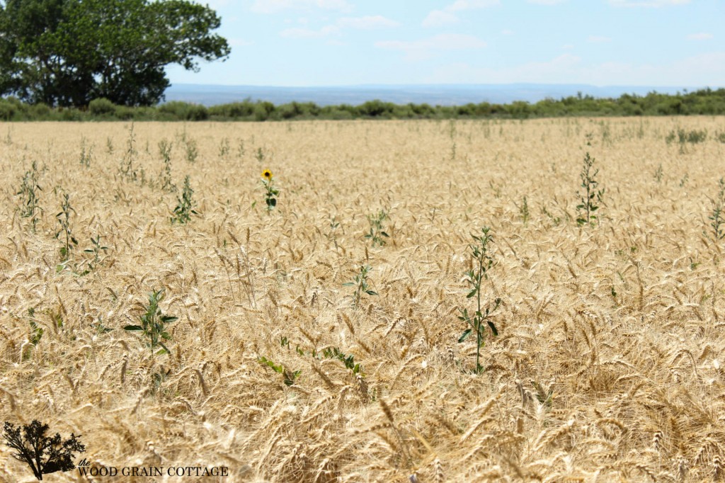 Wheat Harvest | The Wood Grain Cottage