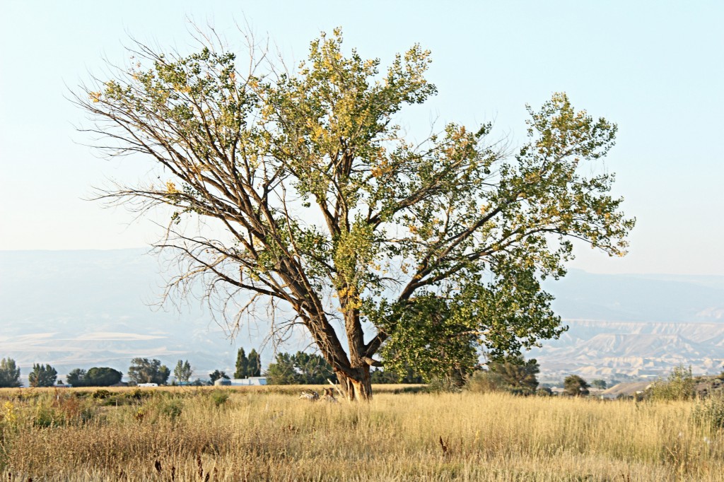 The Wood Grain Cottage