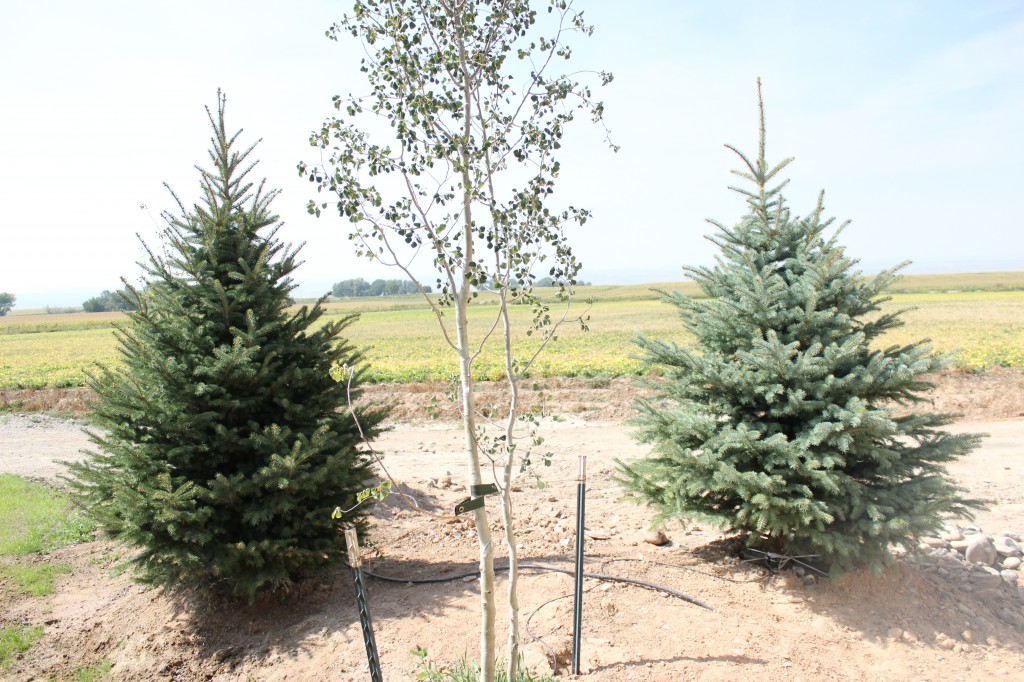 Outside at The WGC by The Wood Grain Cottage
