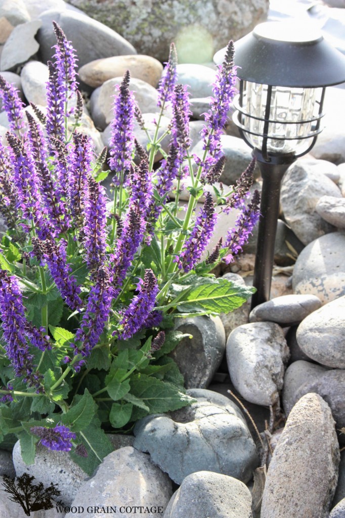 Outside at The WGC  by The Wood Grain Cottage