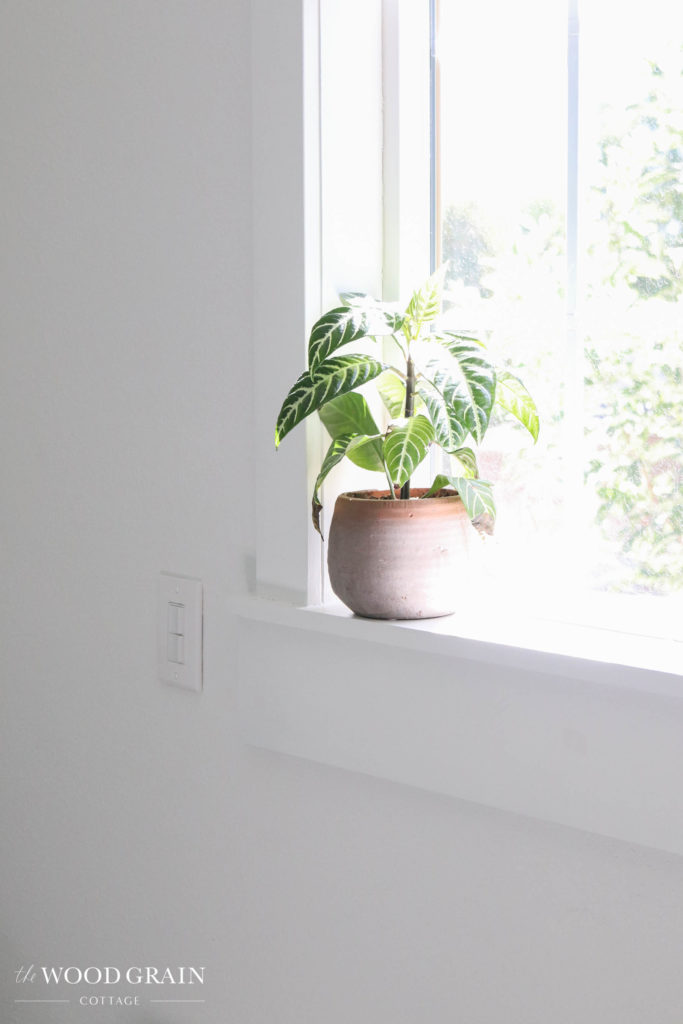A picture of a potted plant in the window. 