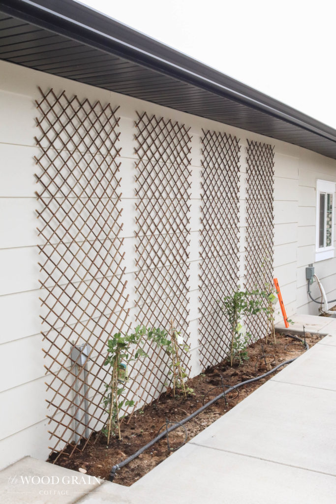 A picture showing the trellises installed on each plant. 