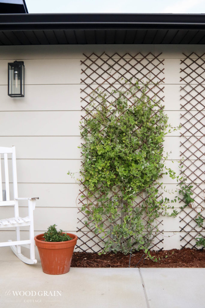 A picture of the honeysuckle growing on the trellis.