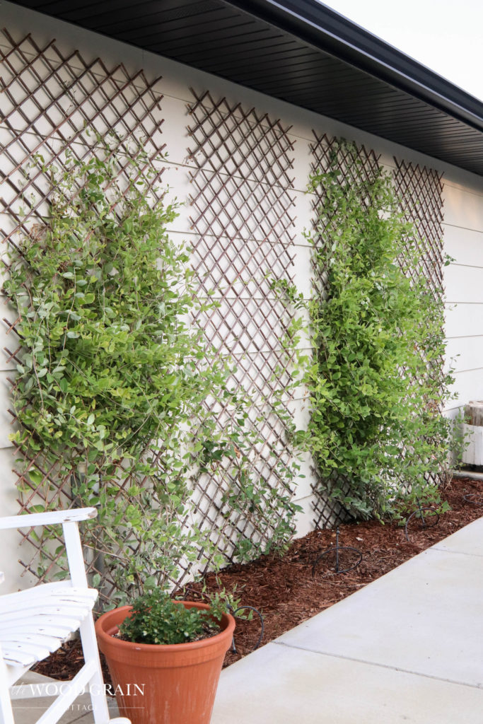 A picture of the honeysuckle growing on the trellis.