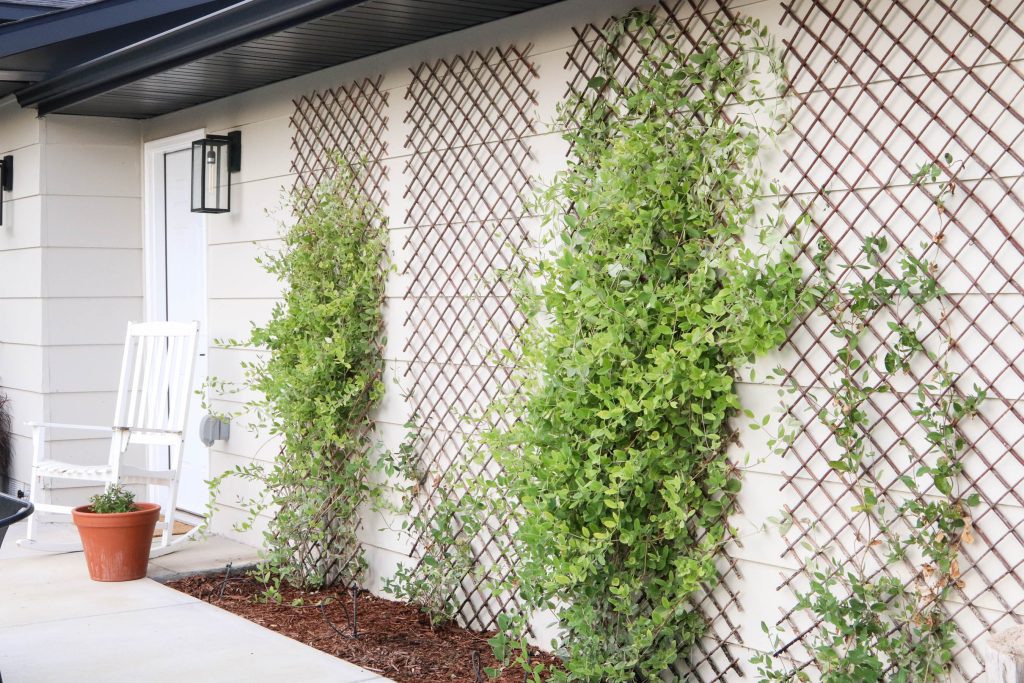 A picture showing the wall of honeysuckle plants. 