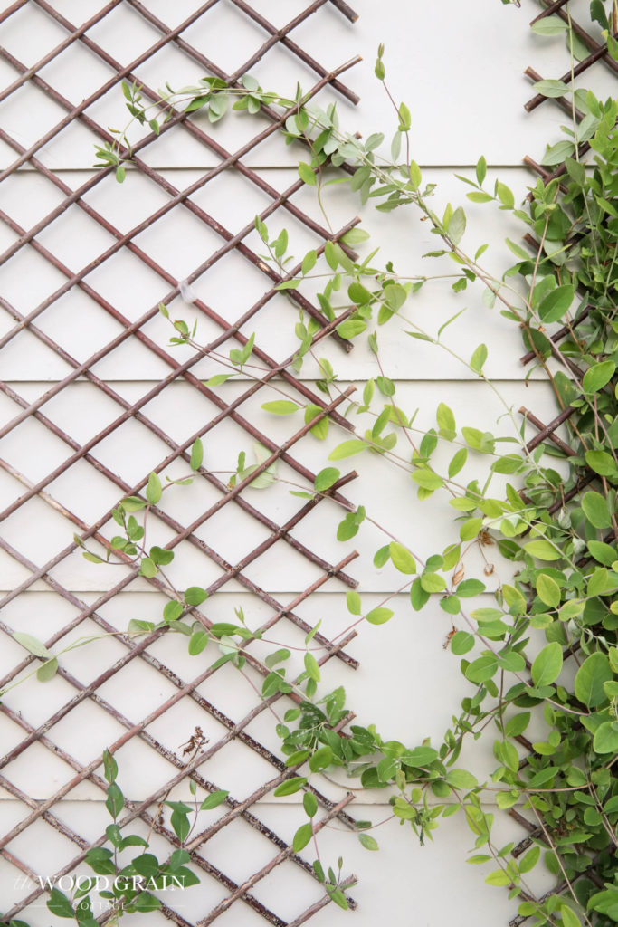 A picture of the honeysuckle growing on the trellis. 