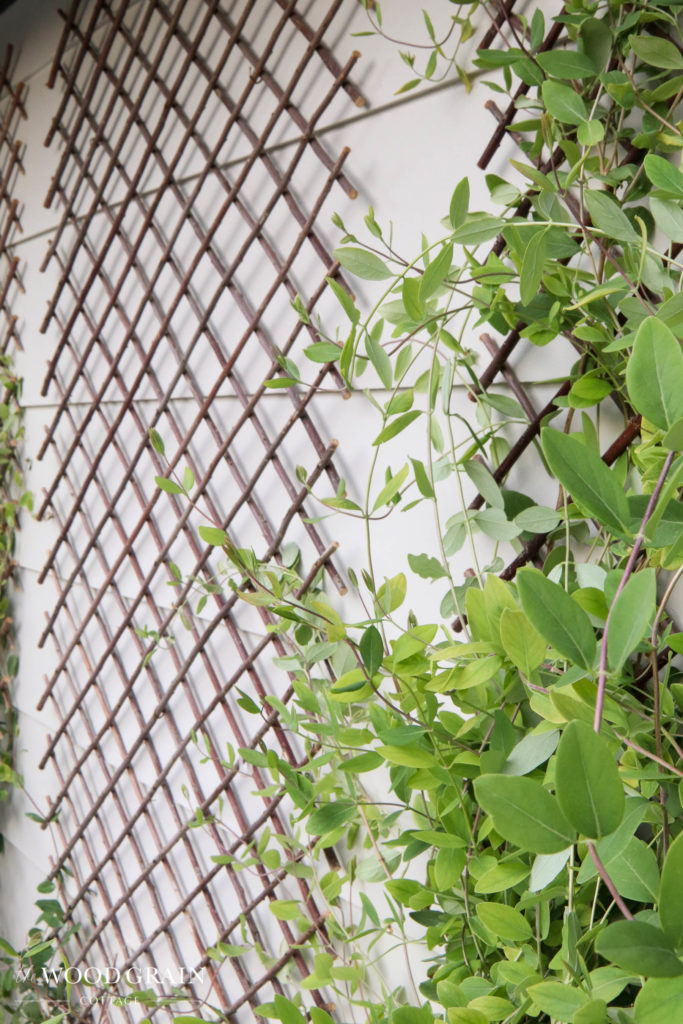 A picture of the honeysuckle growing on the trellis.