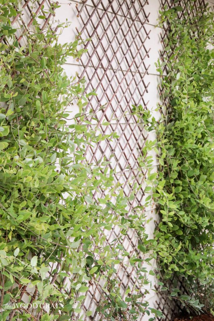 A picture of the honeysuckle growing on the trellis.