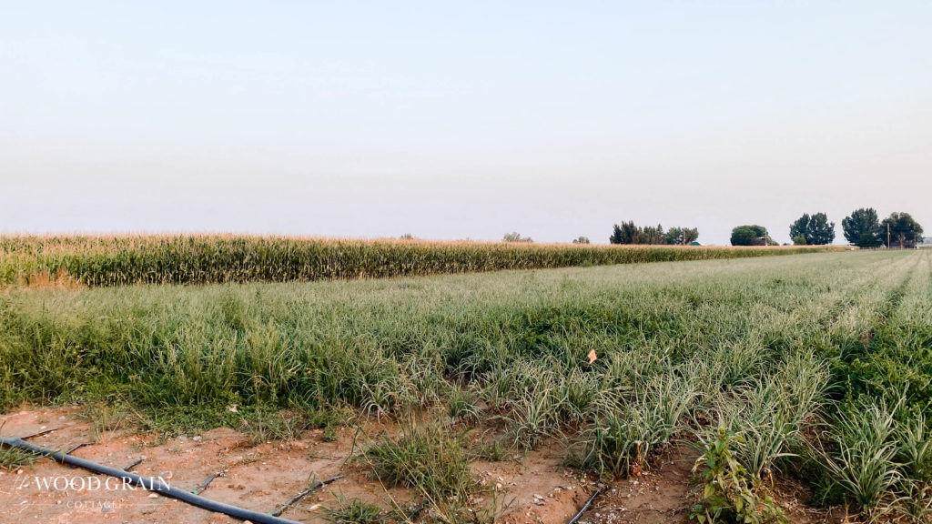 A picture of our property and crops.