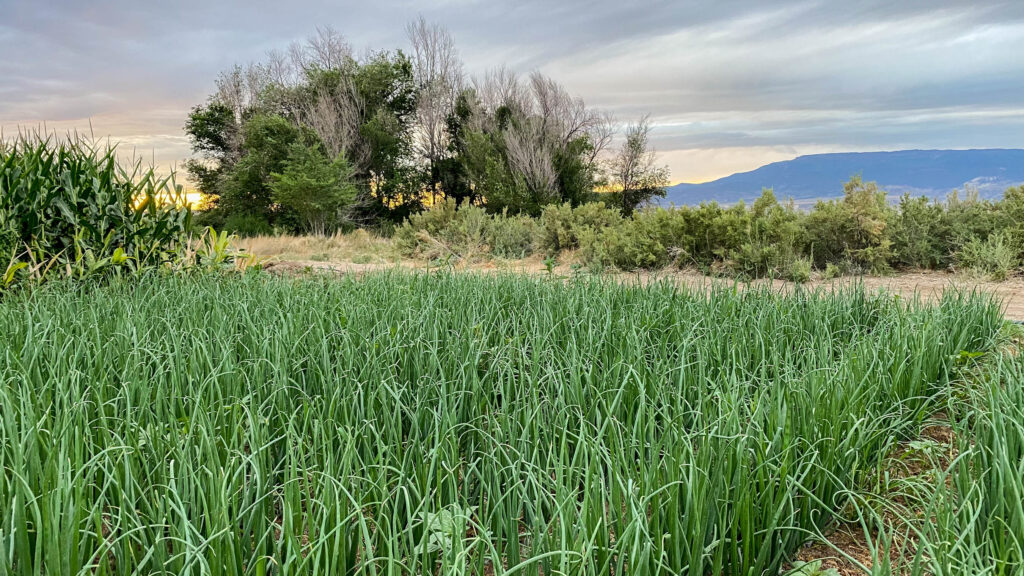 A picture of our property at sunset. 