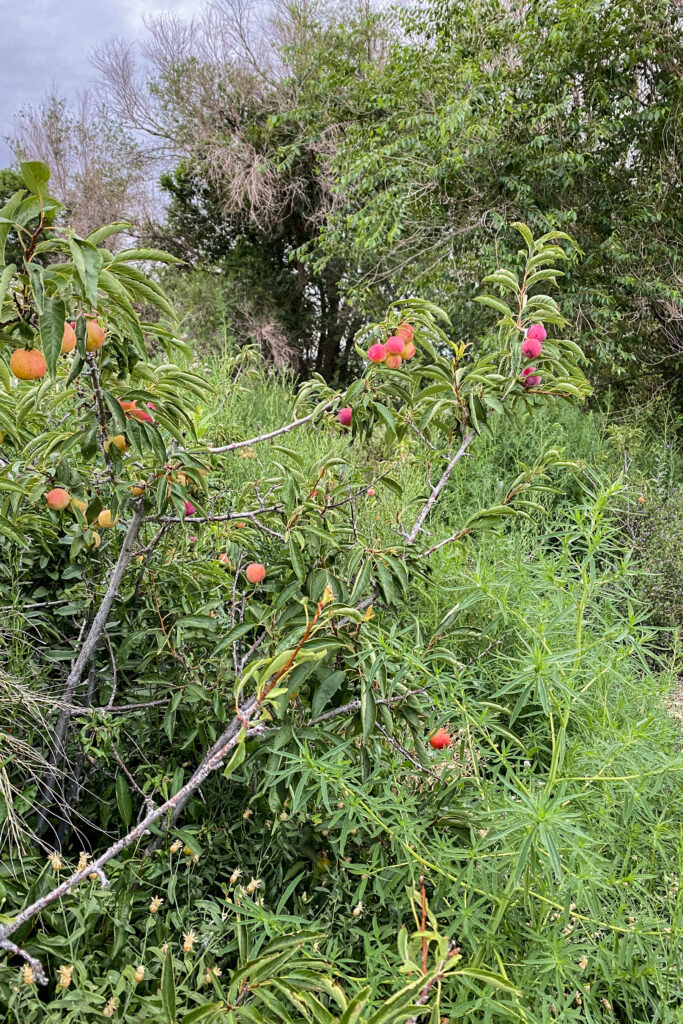 A picture of the wild plums. 