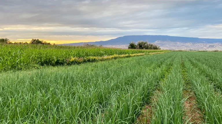 The Plan For Our Property